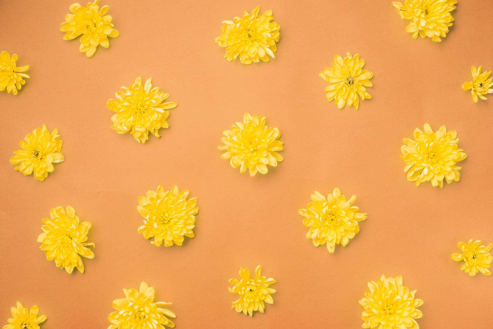桌面上的壁纸花蕾 鲜花 装饰