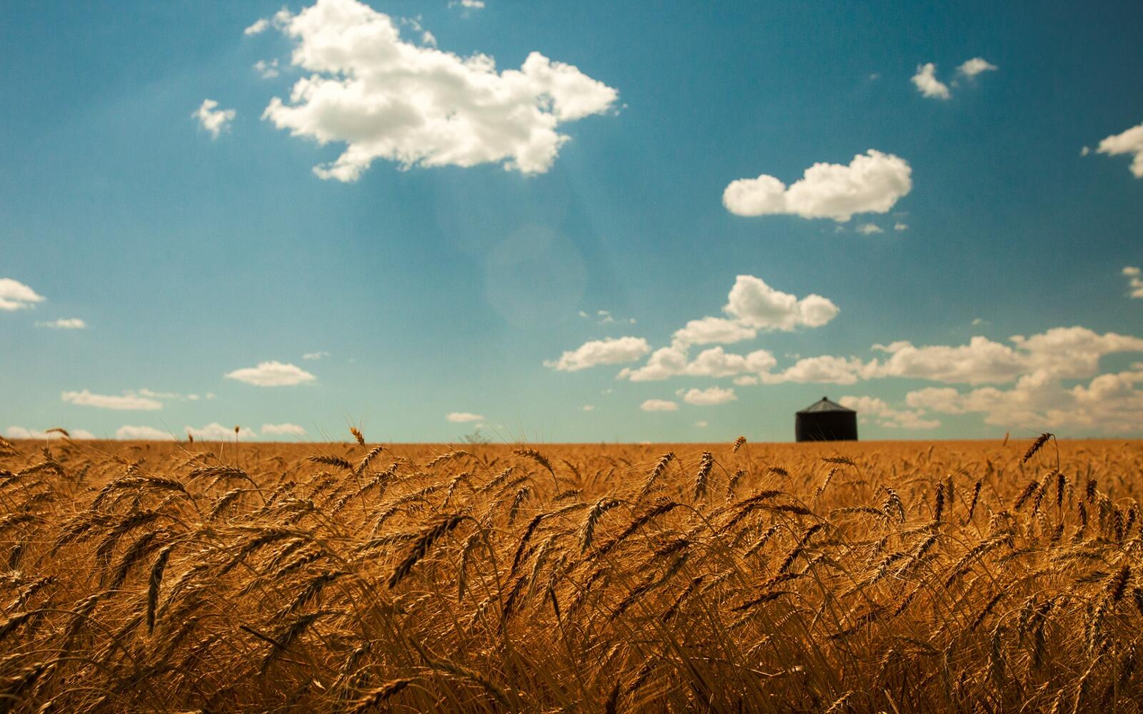 Бесплатное фото Украинские поля с пшеницей