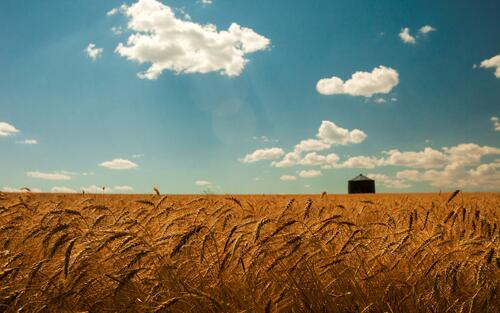 Украинские поля с пшеницей