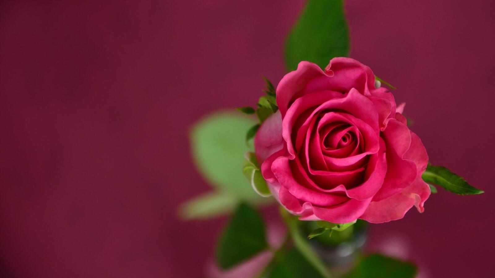 Обои фон красная роза на рабочий стол