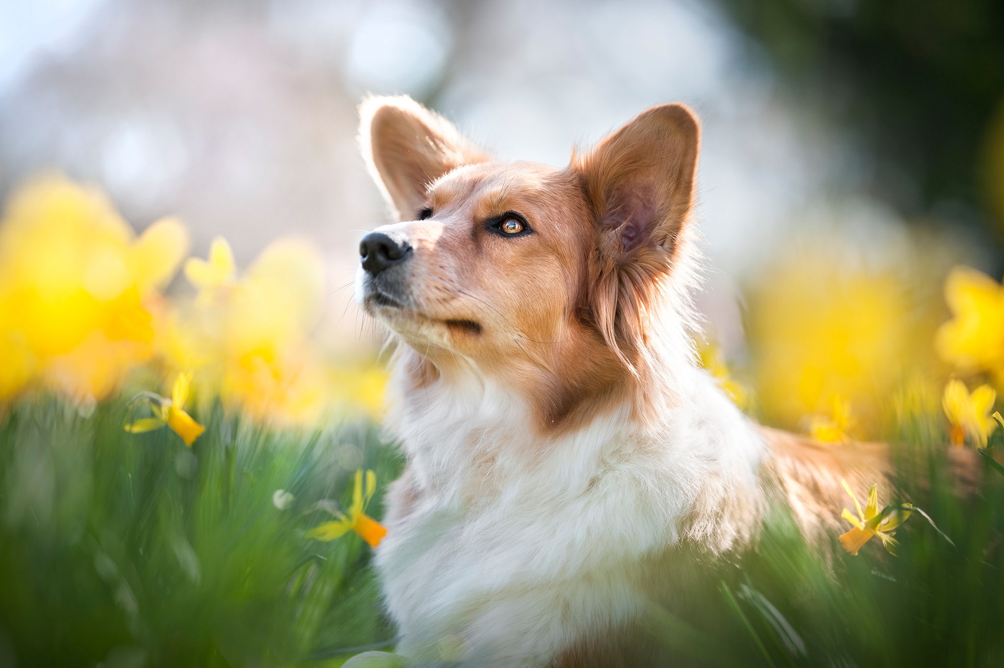 免费照片狗和黄色水仙花