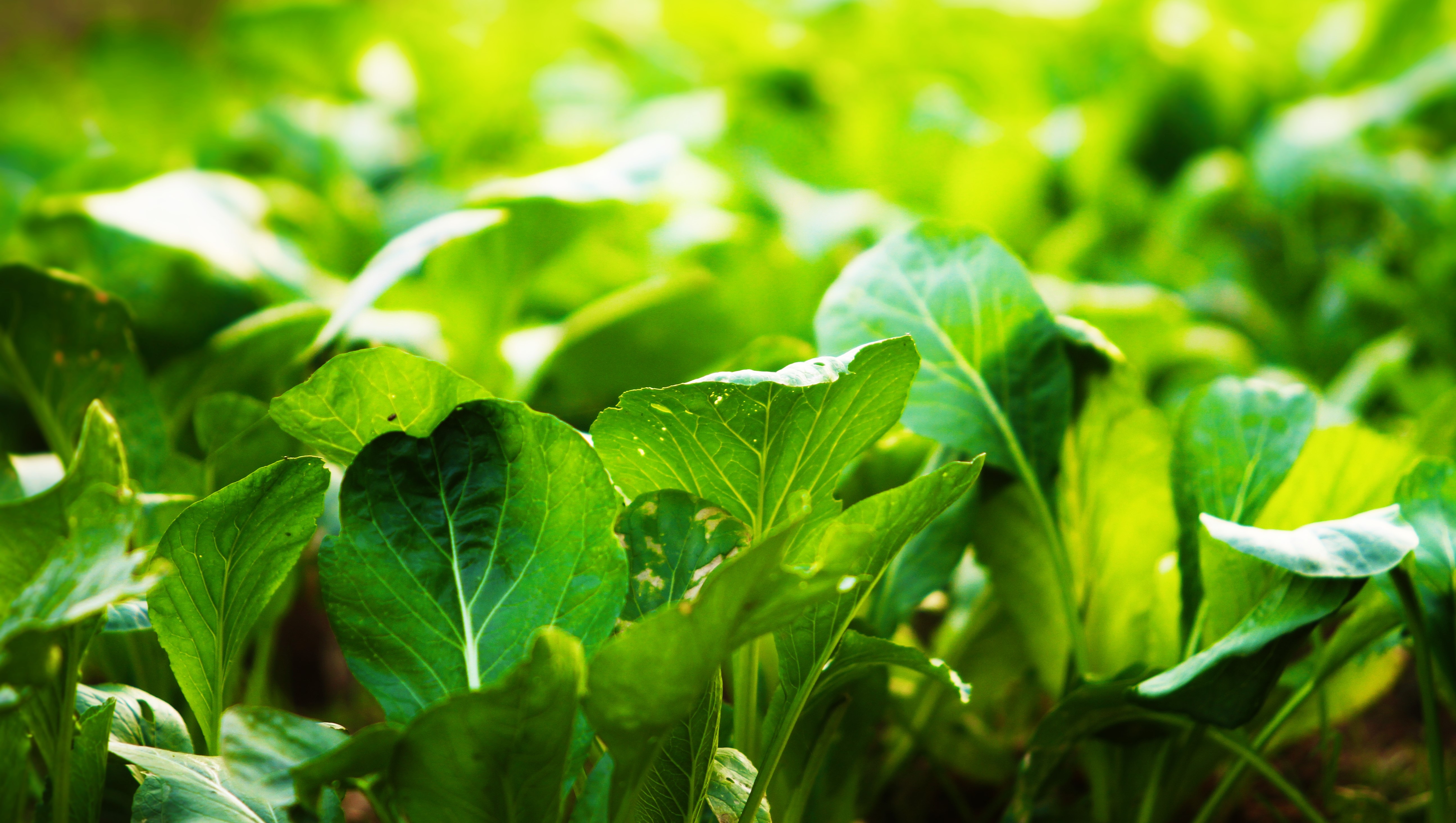 Wallpapers spinach leaves vegetable on the desktop