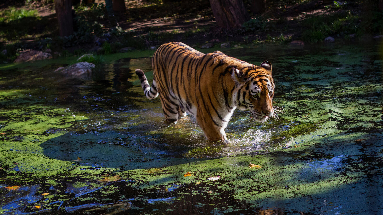 Тигр купается в заросшем пруду