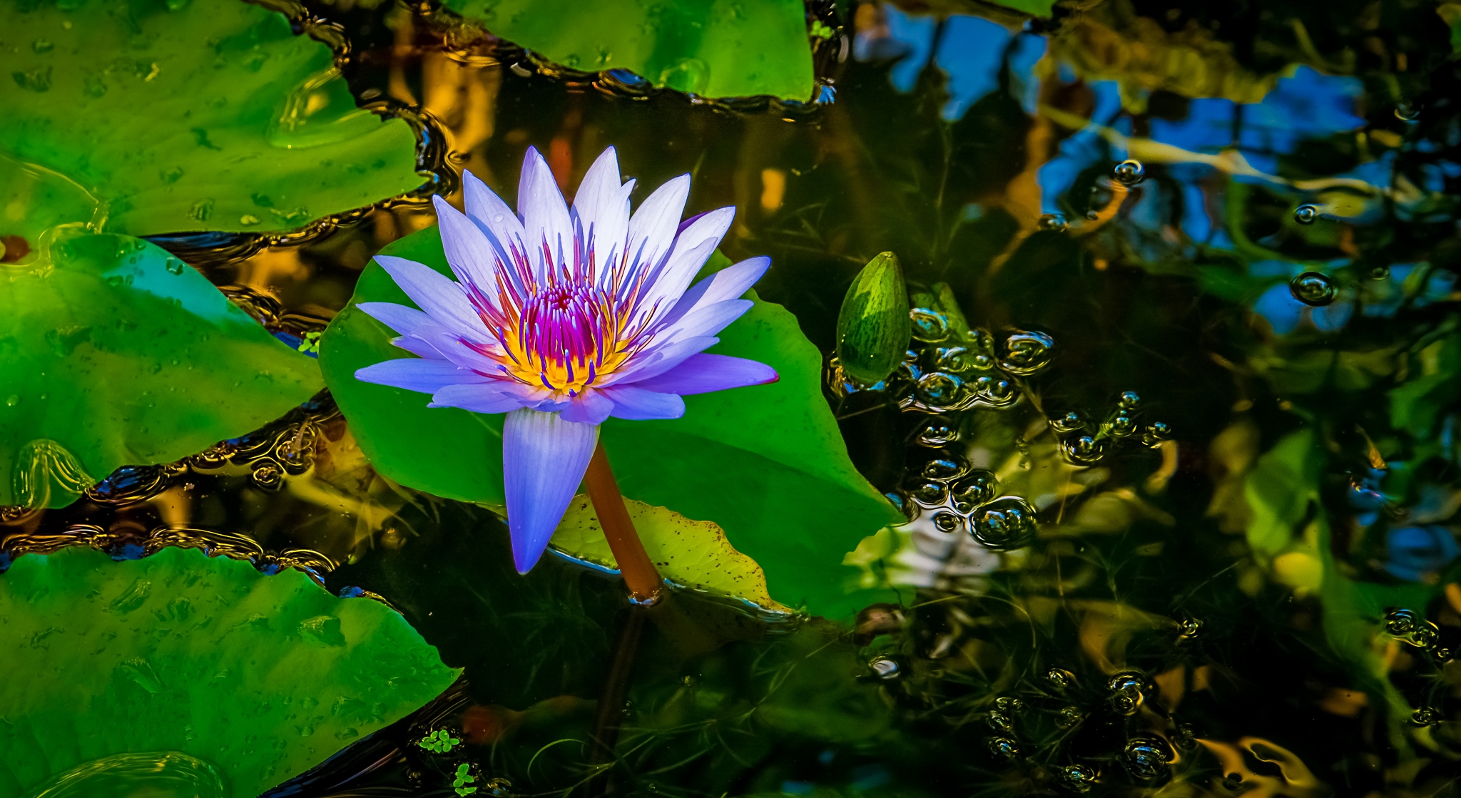 Free water lilies, water body photo phone at
