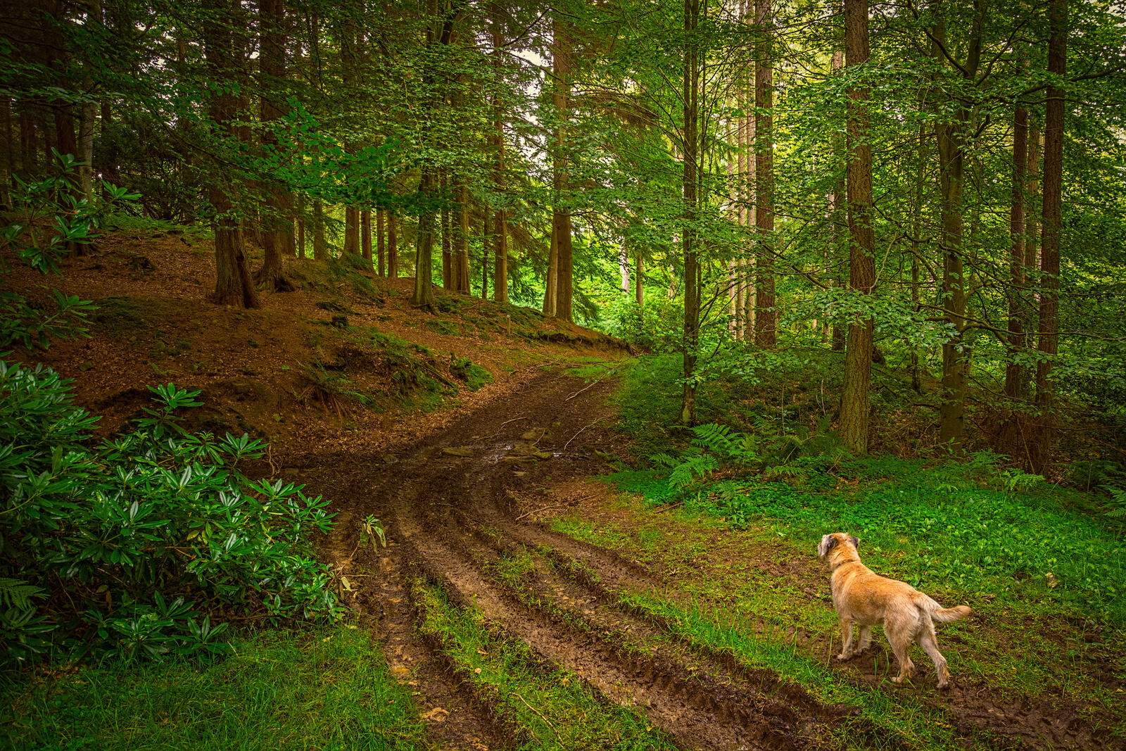Wallpapers coniferous forest landscape road in the forest on the desktop