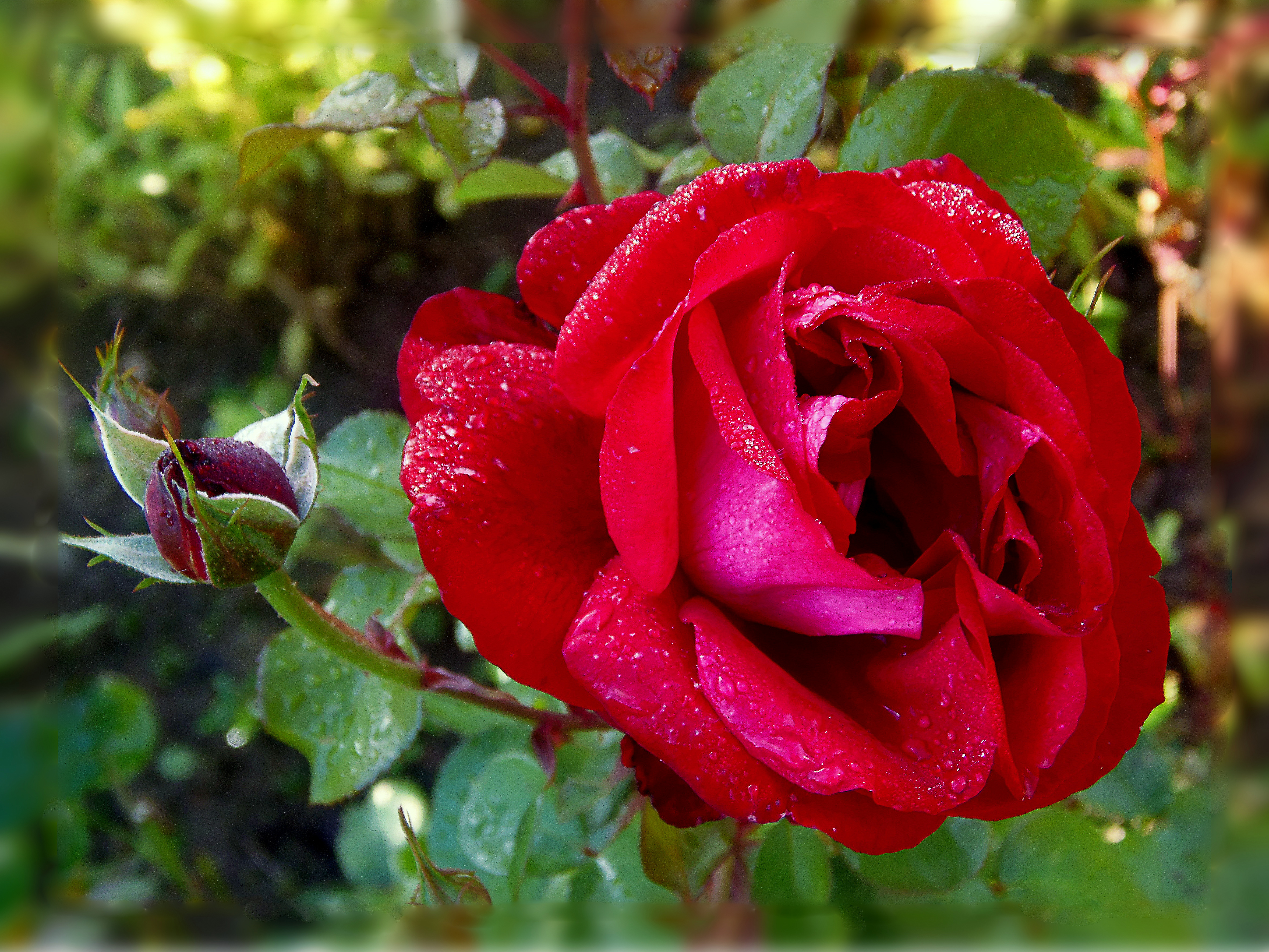Фото бесплатно капли воды, одинокая роза, флора