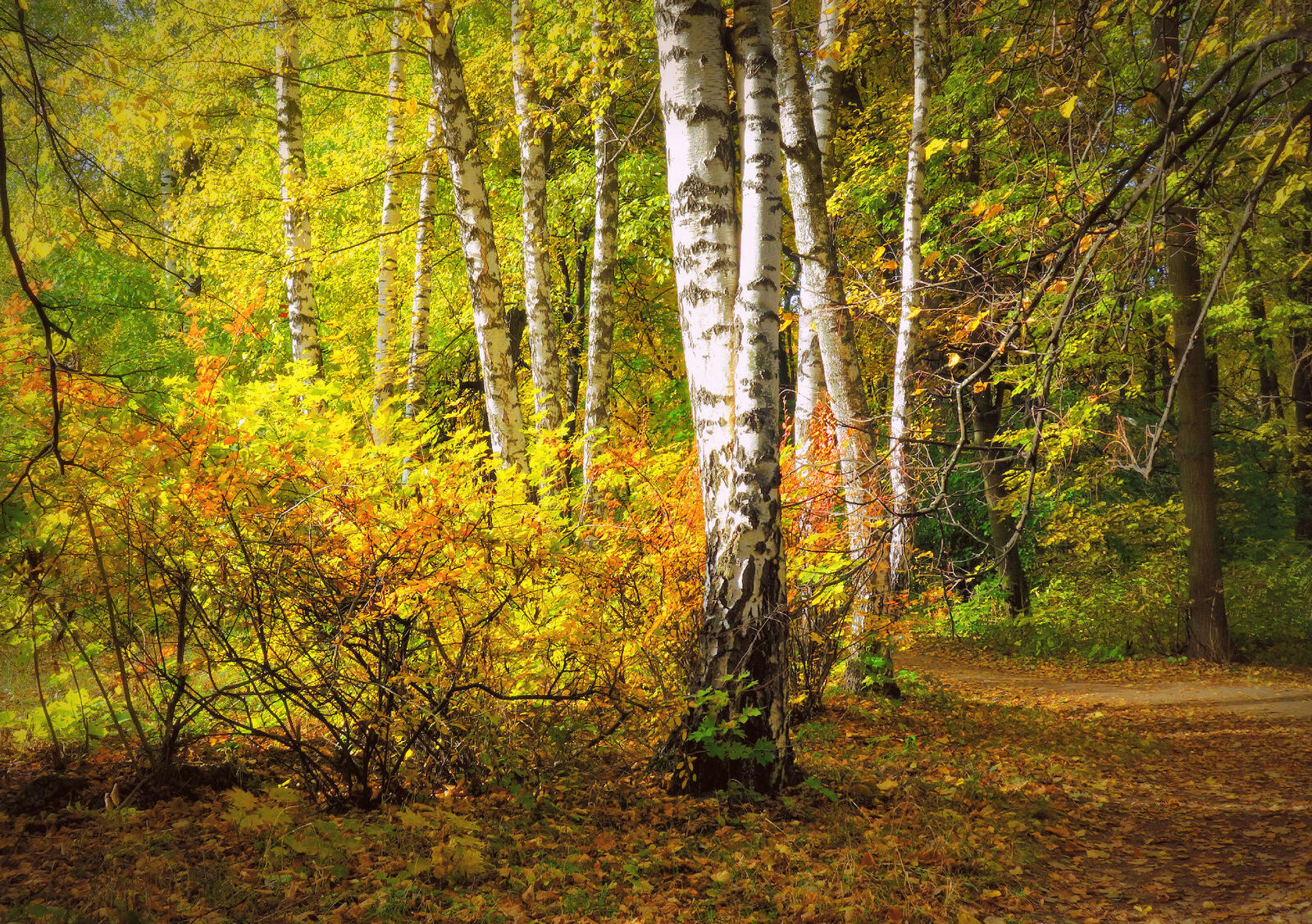 Wallpapers autumn birches birch grove on the desktop