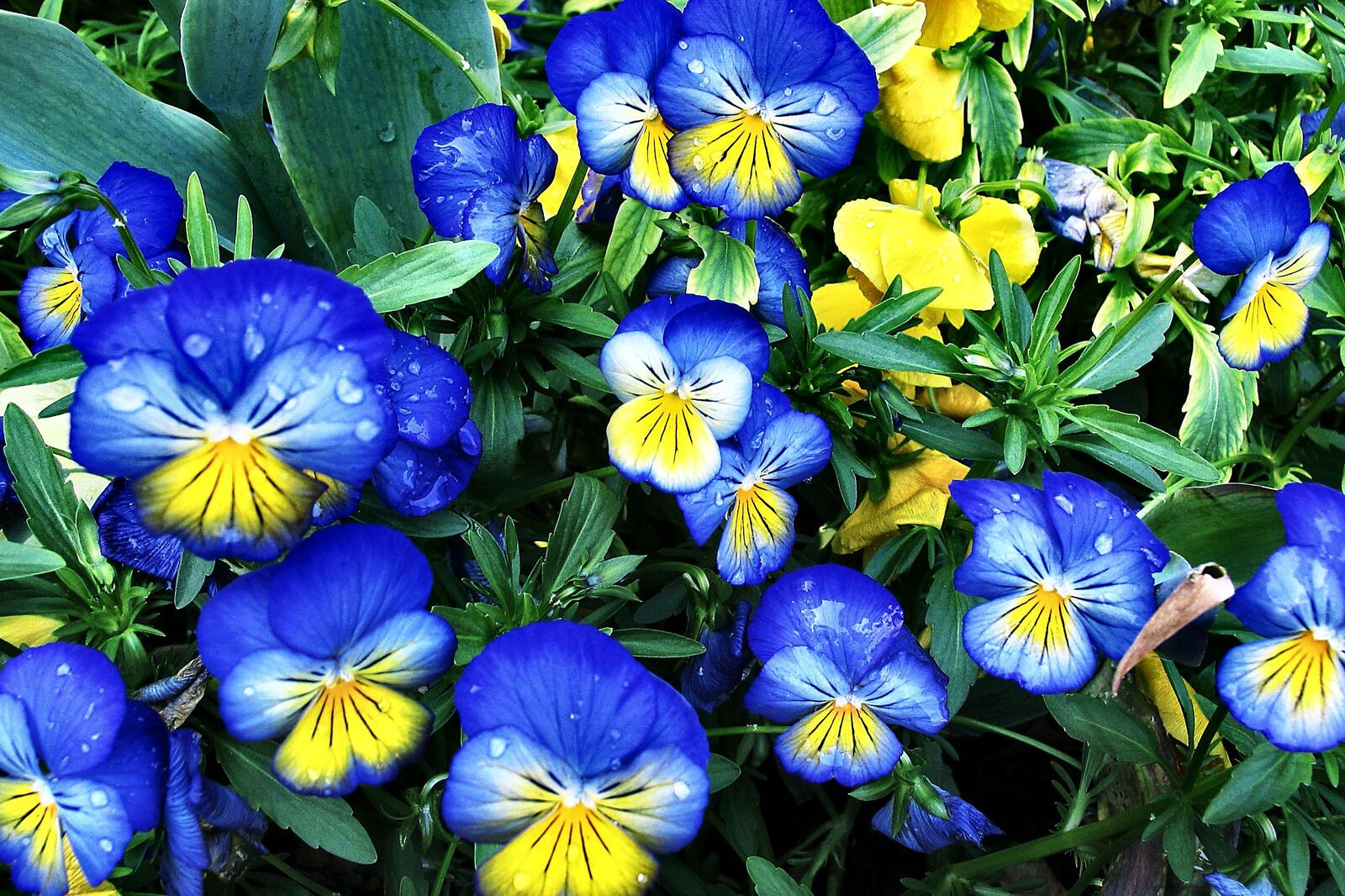 Wallpapers Bright blue pansies violets flowers on the desktop