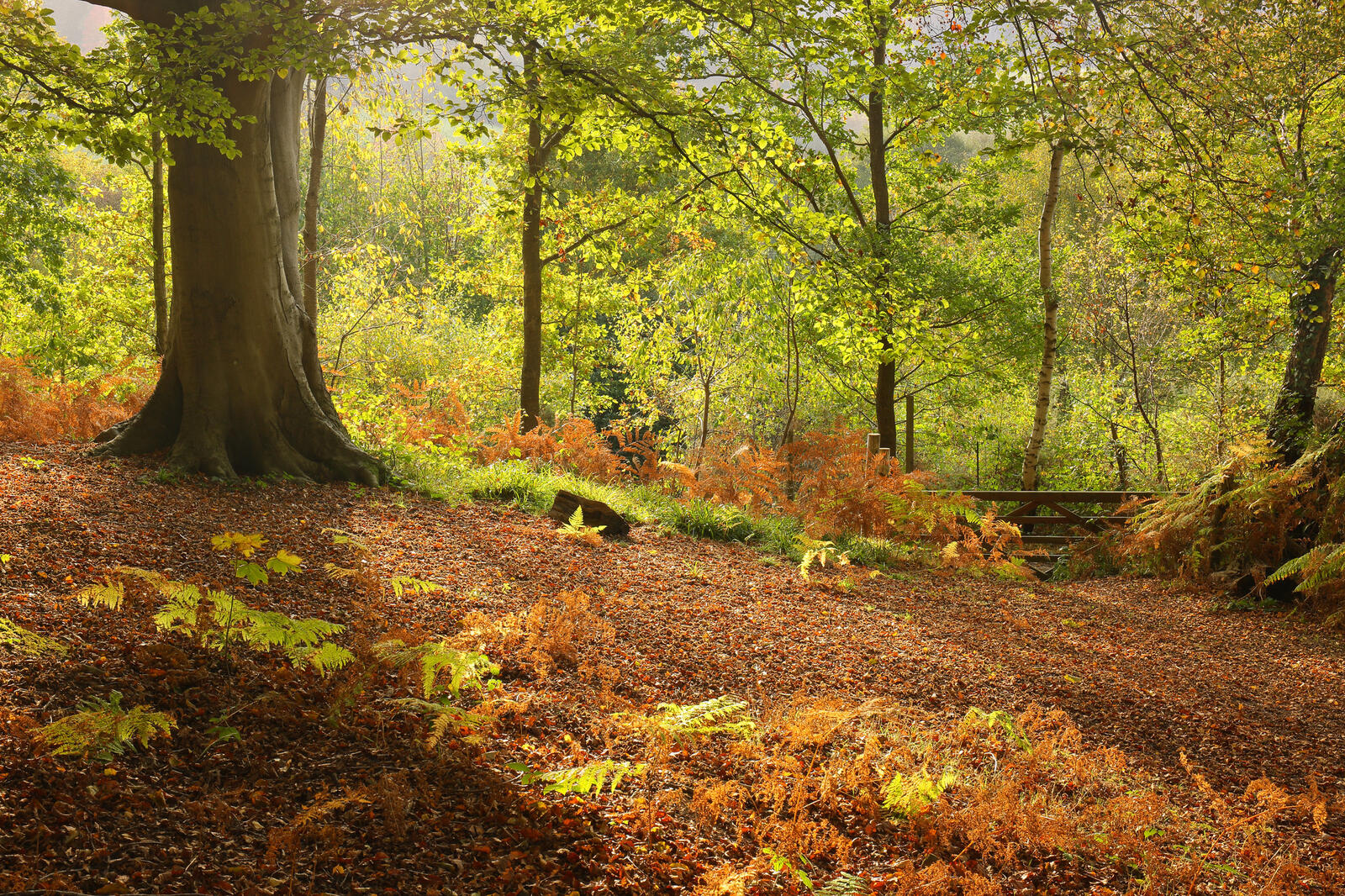 Бесплатное фото Осенний парк и листопад