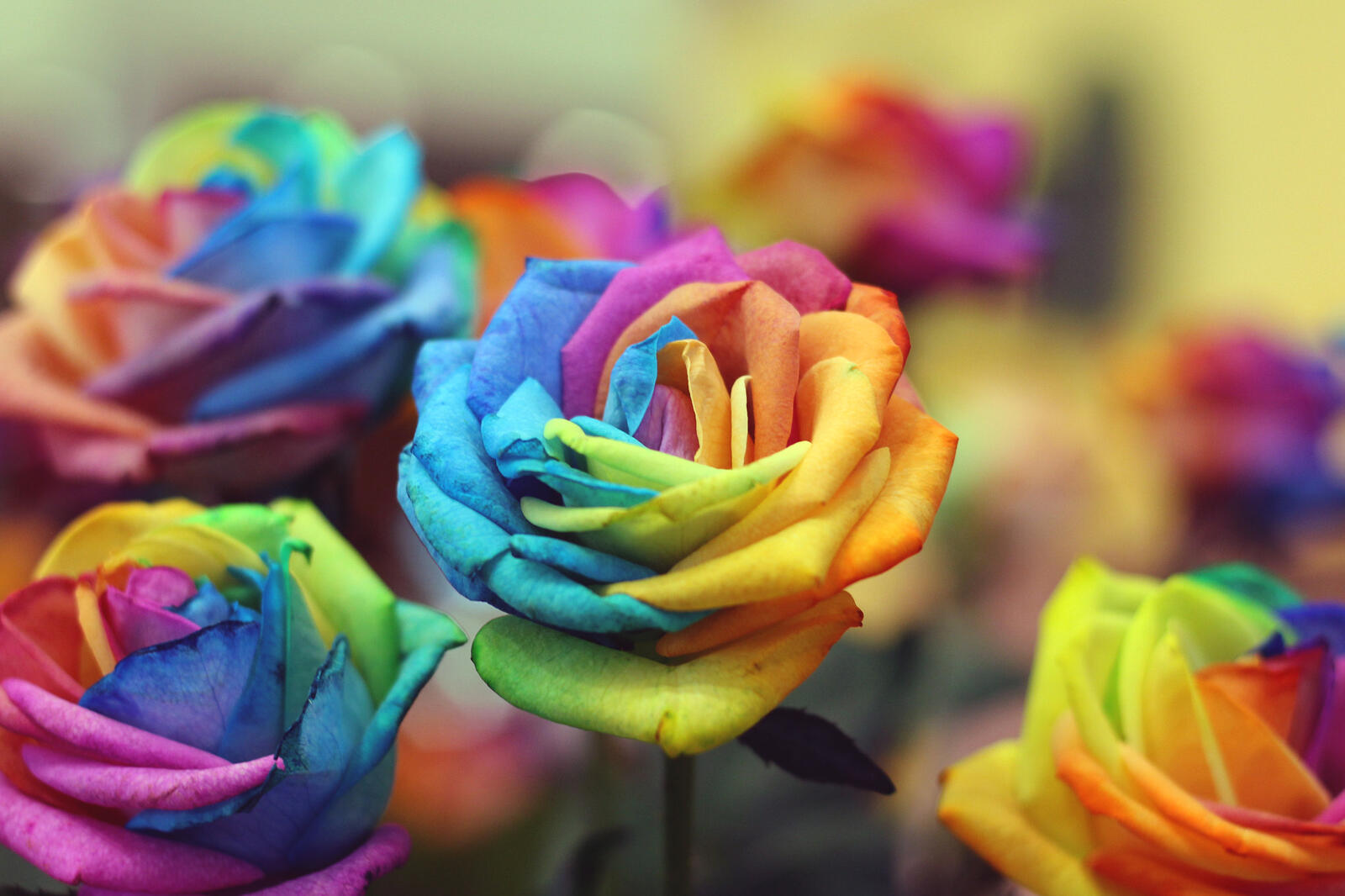 Бесплатное фото Розы из цветов радуги