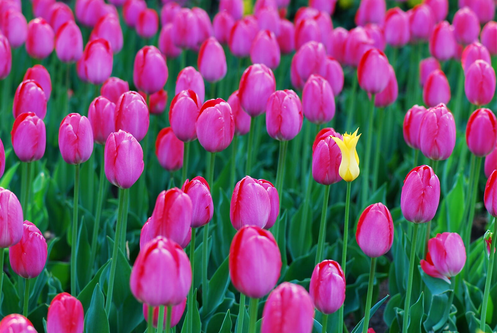 Free photo Lilac tulips