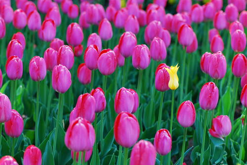 Сиреневые тюльпаны · бесплатное фото
