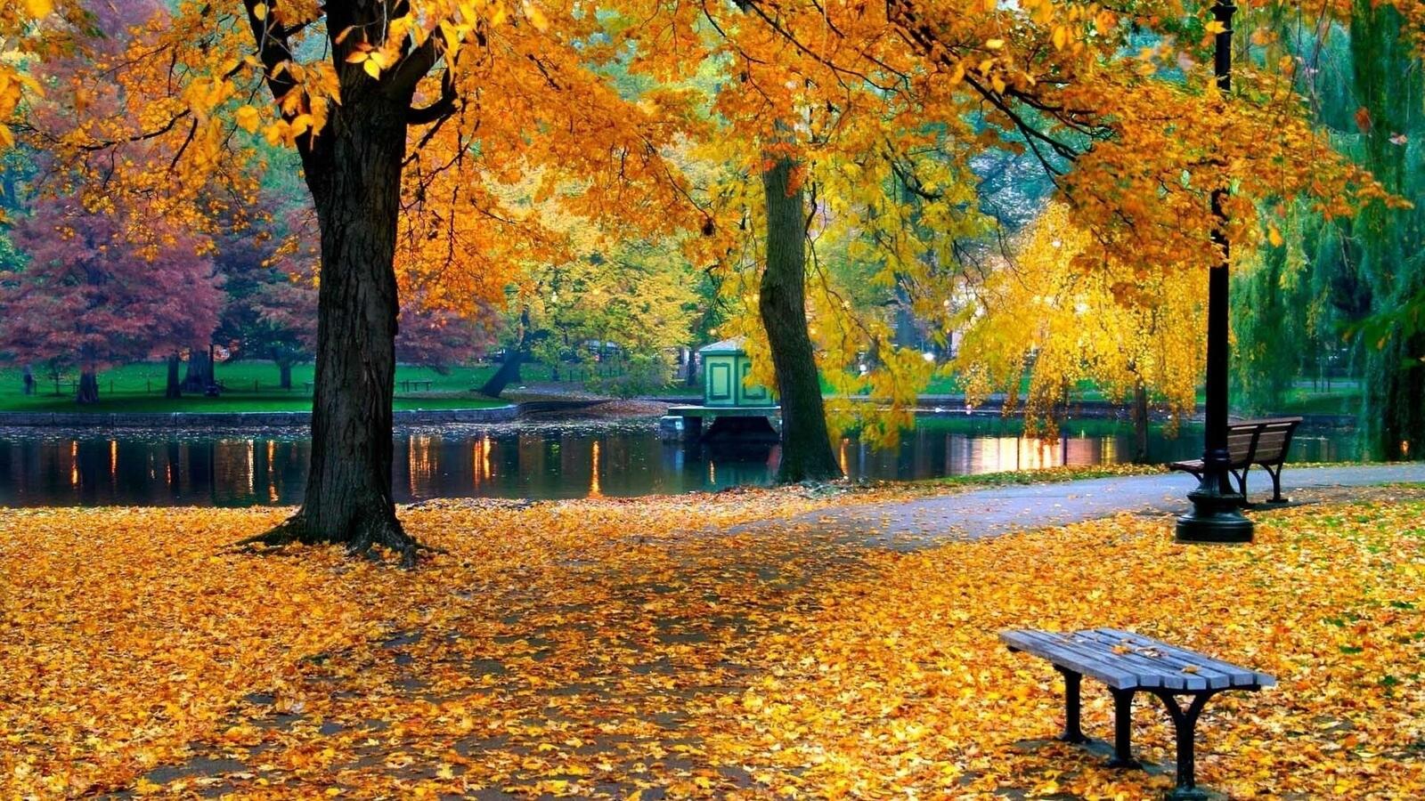 Бесплатное фото Листопад в парке у ручья