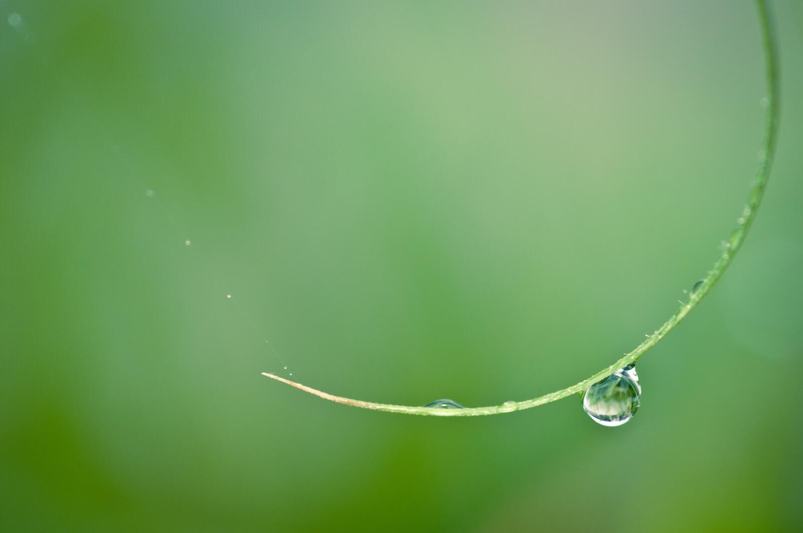 Wallpapers water drop drops of dew green grass on the desktop