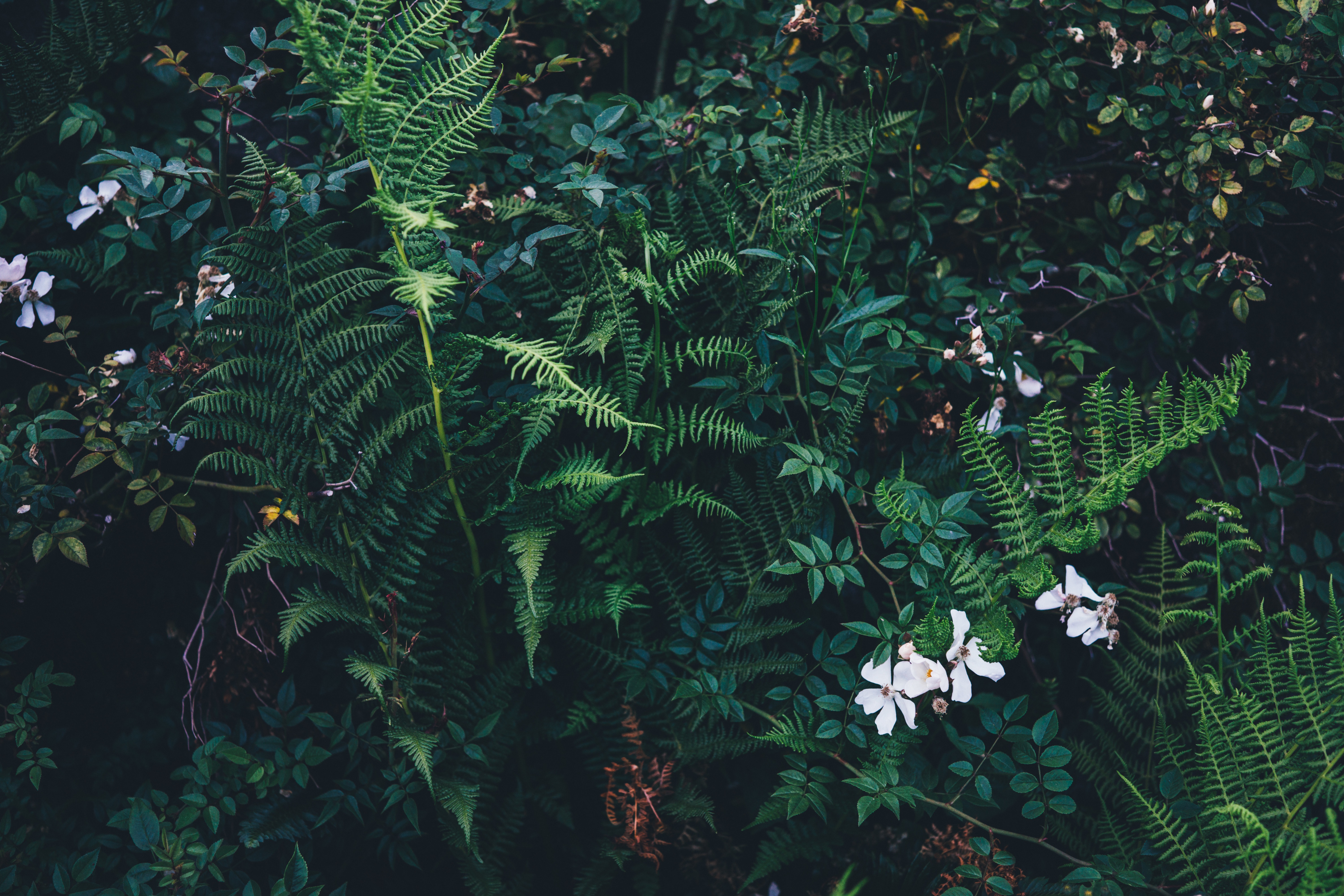 Растения в лесу Эстетика