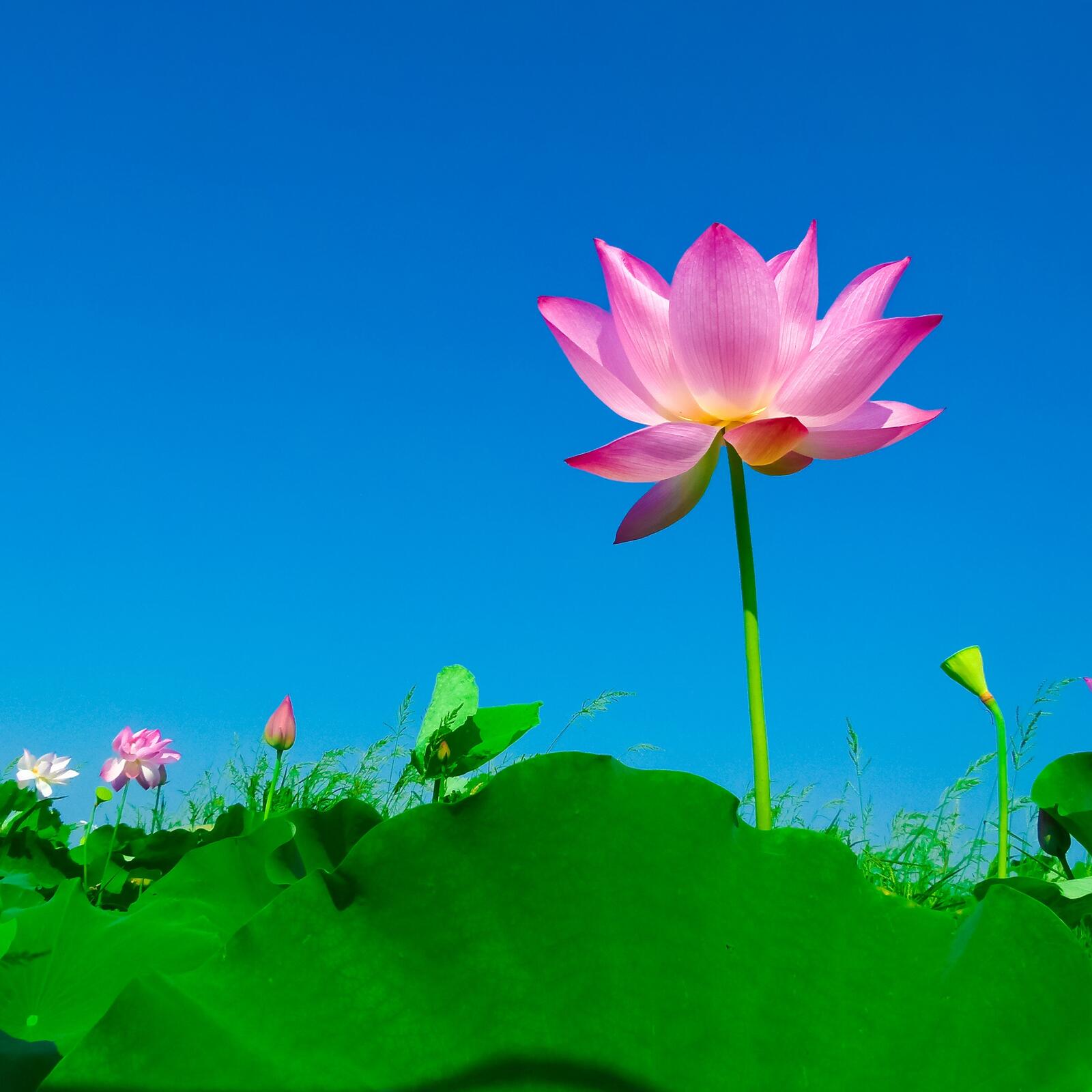 Wallpapers sacred Lotus Lotus bloom petal on the desktop