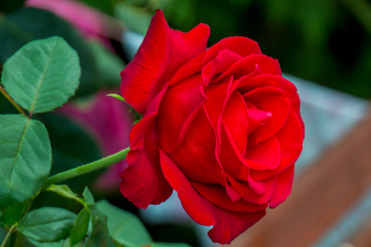 Фотографии роза, цветок на телефон