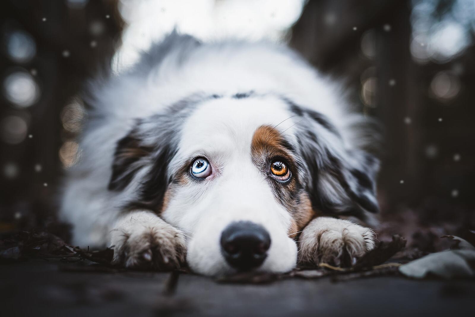 免费照片一只睁大眼睛的悲伤的狗
