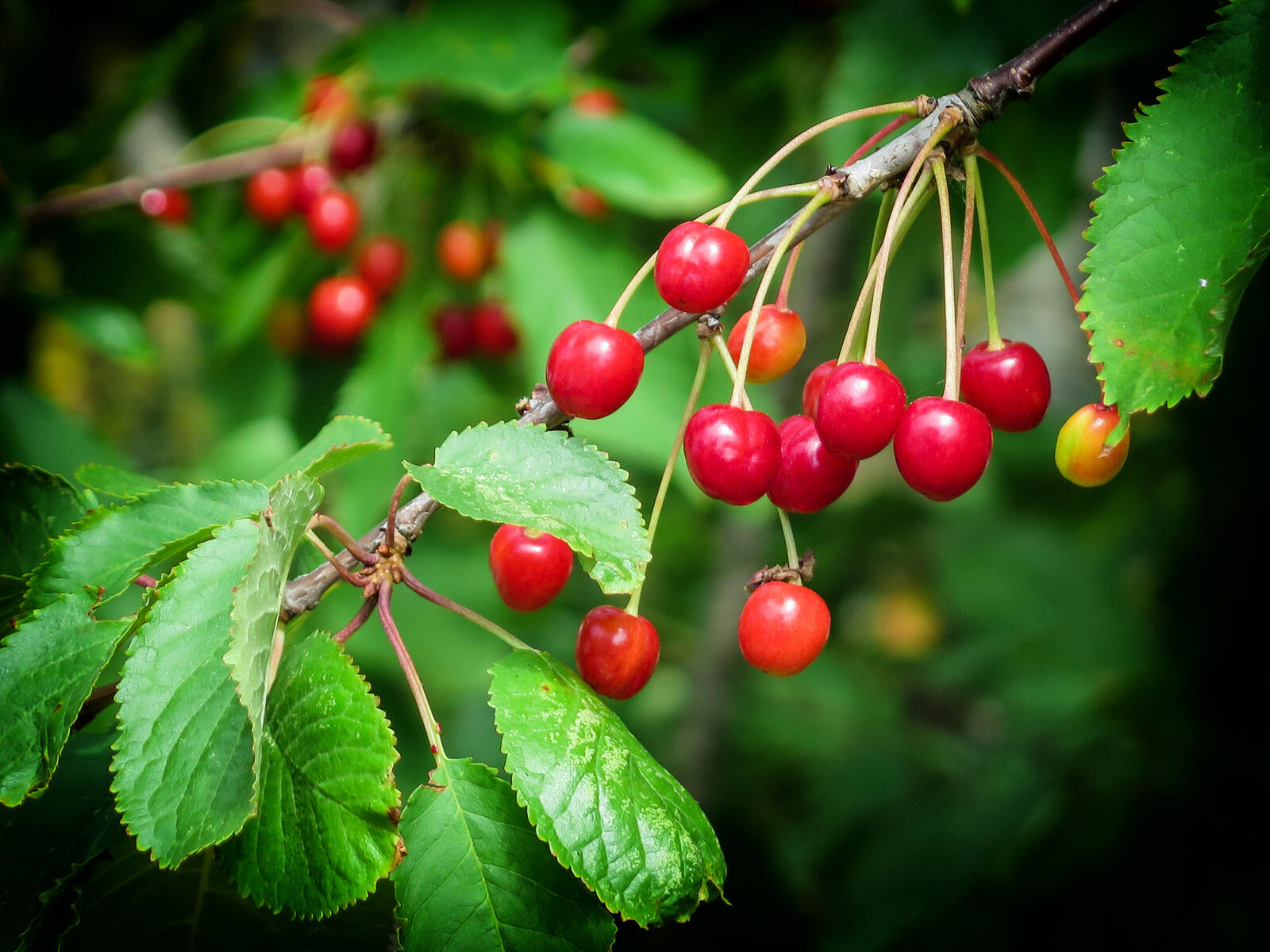 Wallpapers branch fruits cherry on the desktop