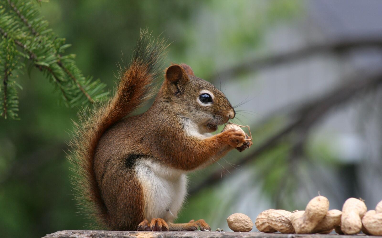Wallpapers animals nuts squirrel on the desktop