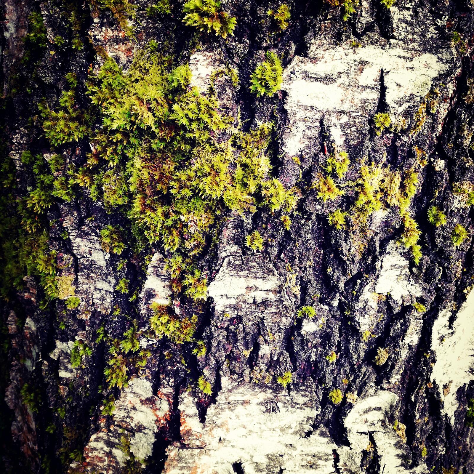 Wallpapers birch bark moss on the desktop