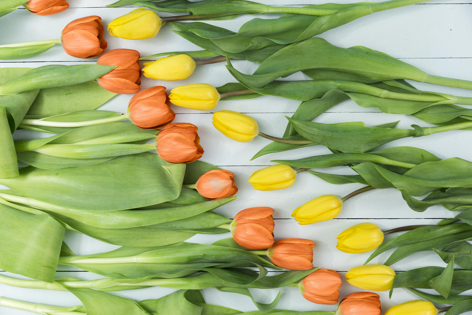 Wallpapers decor flowers tulips on the desktop