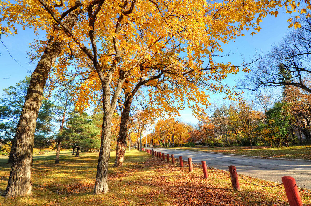Suburban Autumn Road