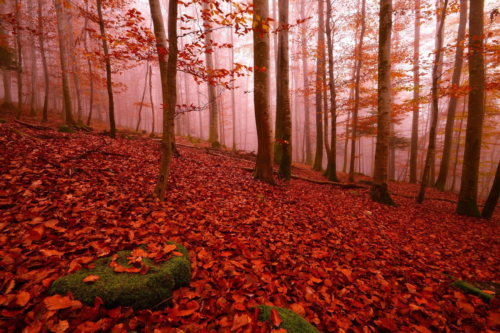 Обои осенний лес осенняя листва пейзаж на рабочий стол