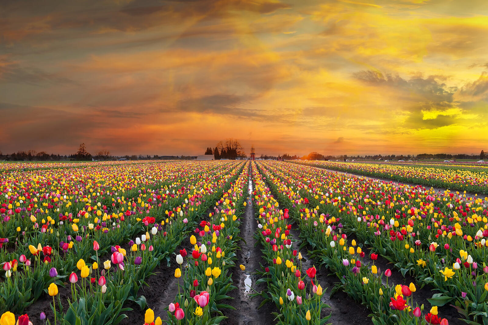 Бесплатное фото Красивое поле тюльпанов