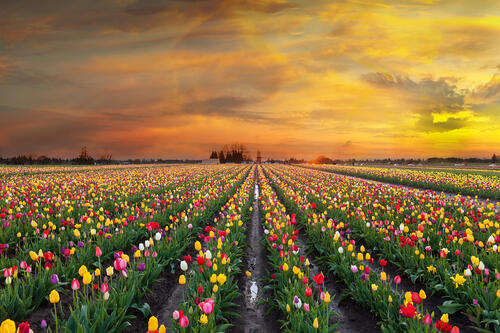 Красивое поле тюльпанов