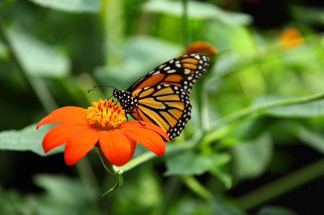 Фото бесплатно бабочка, растение, цветок