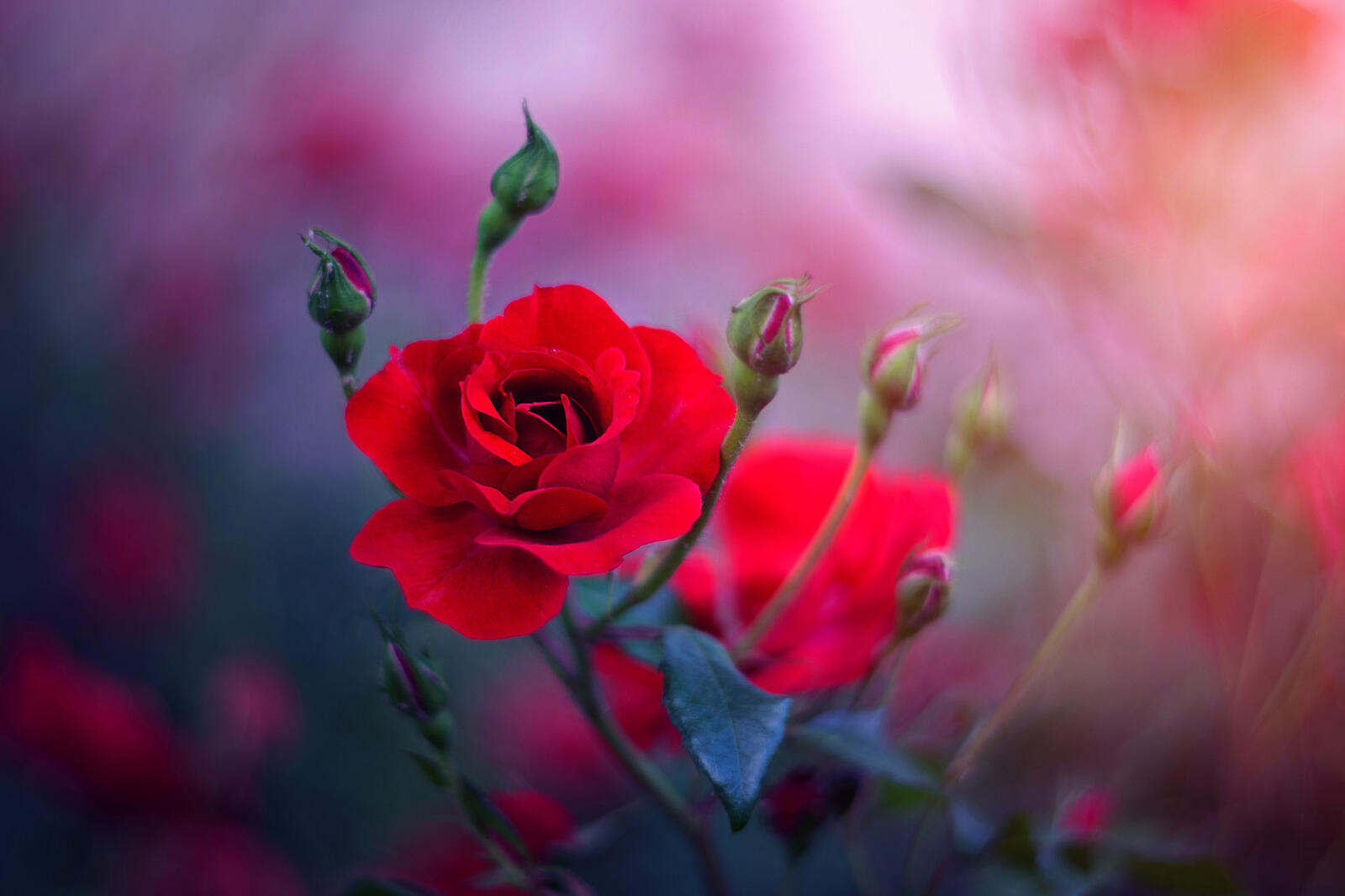 Бесплатное фото Бутоны красных роз