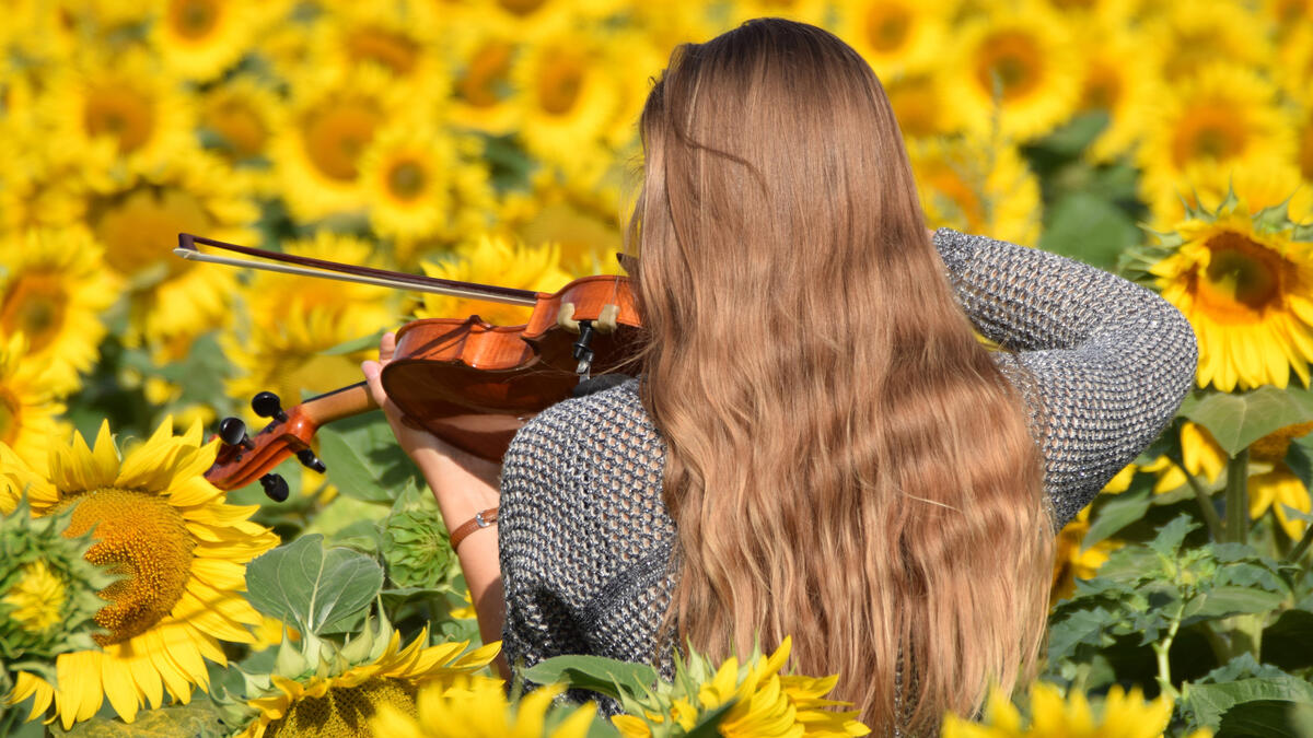 Long-haired violinist in sunflowers