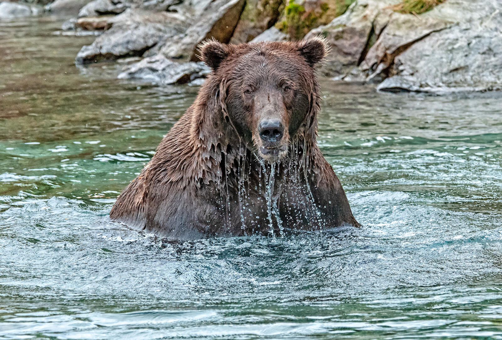 Wallpapers Brown bear used bear a carnivorous mammal on the desktop