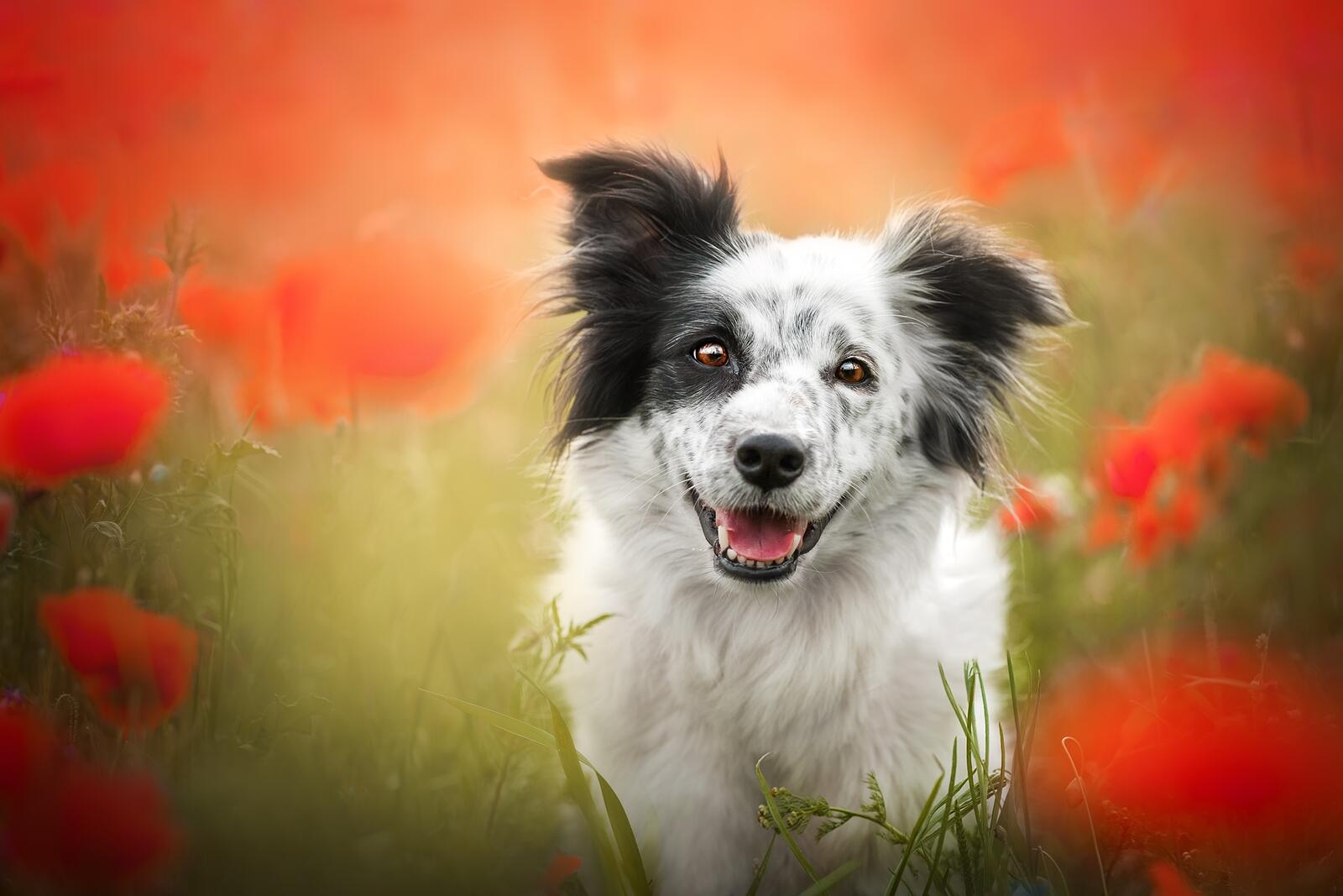 Wallpapers collie dog muzzle on the desktop