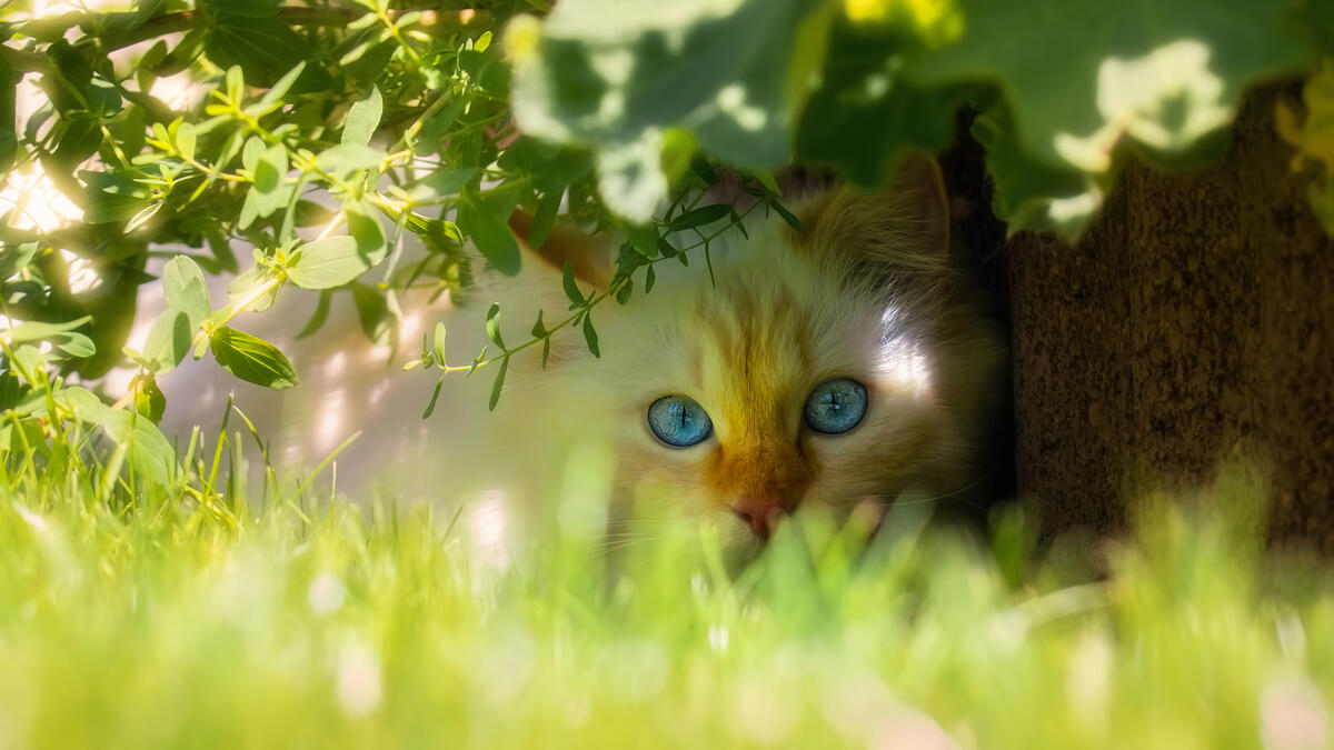 Kitten hiding in the shadows