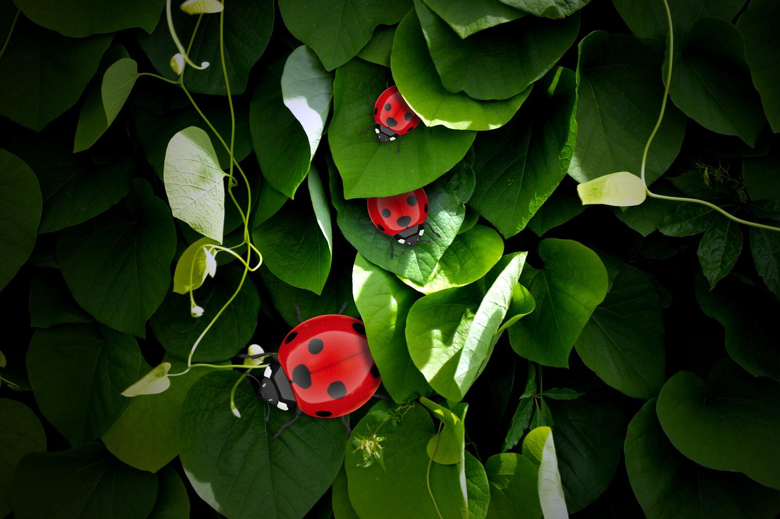 Wallpapers macro green ladybug on the desktop