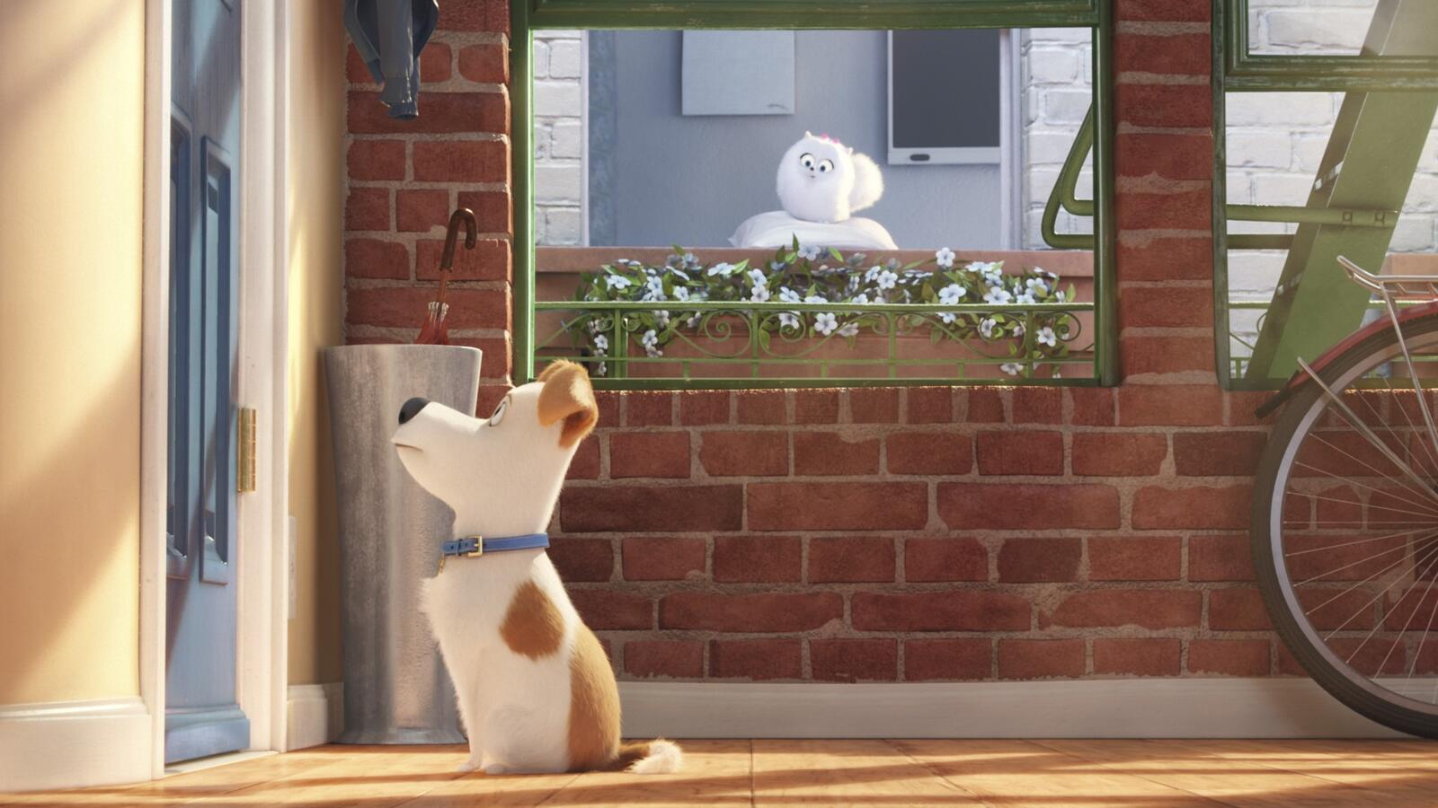 Wallpapers movies animated movies The Secret Life Of Pets on the desktop