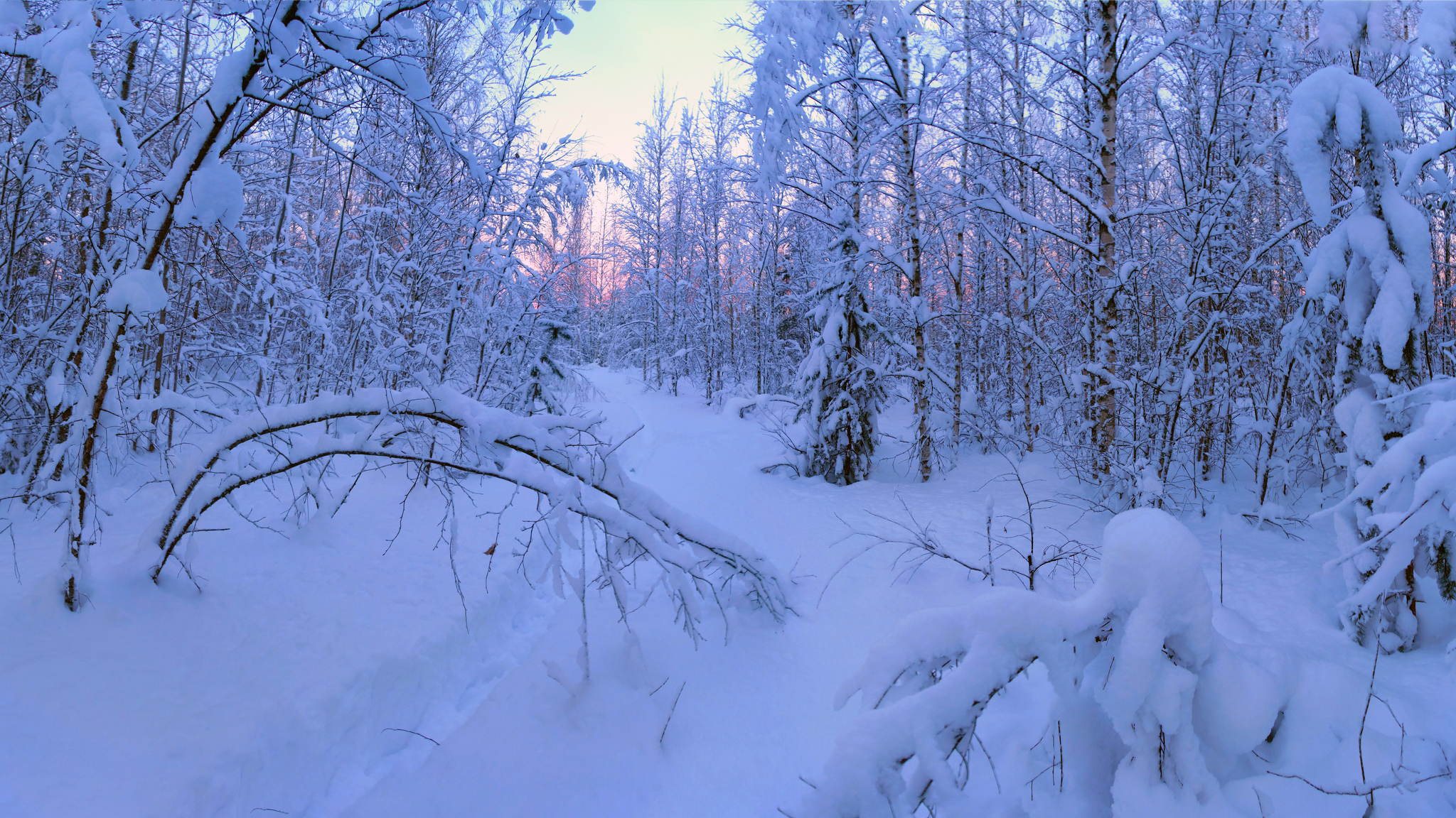Обои снег следы лес на рабочий стол