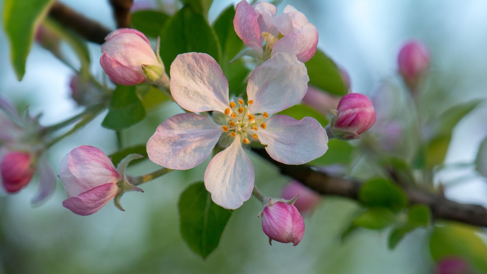 Обои apple blossoms цветение цветы на рабочий стол
