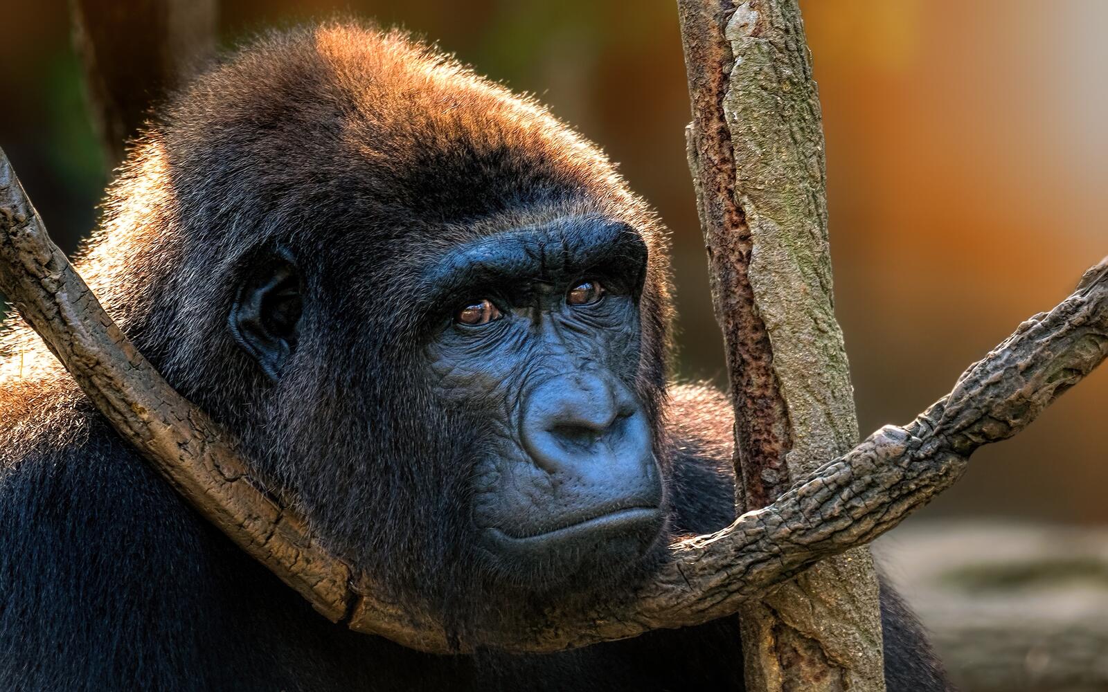 Обои горилла взгляд приматы на рабочий стол