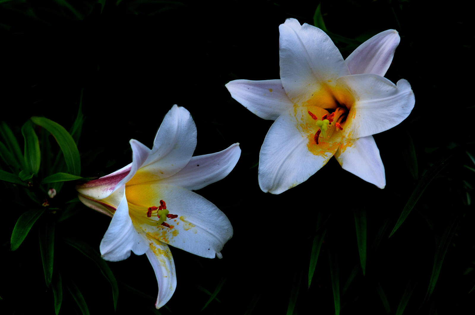 Wallpapers lilies lilyt white flowers on the desktop