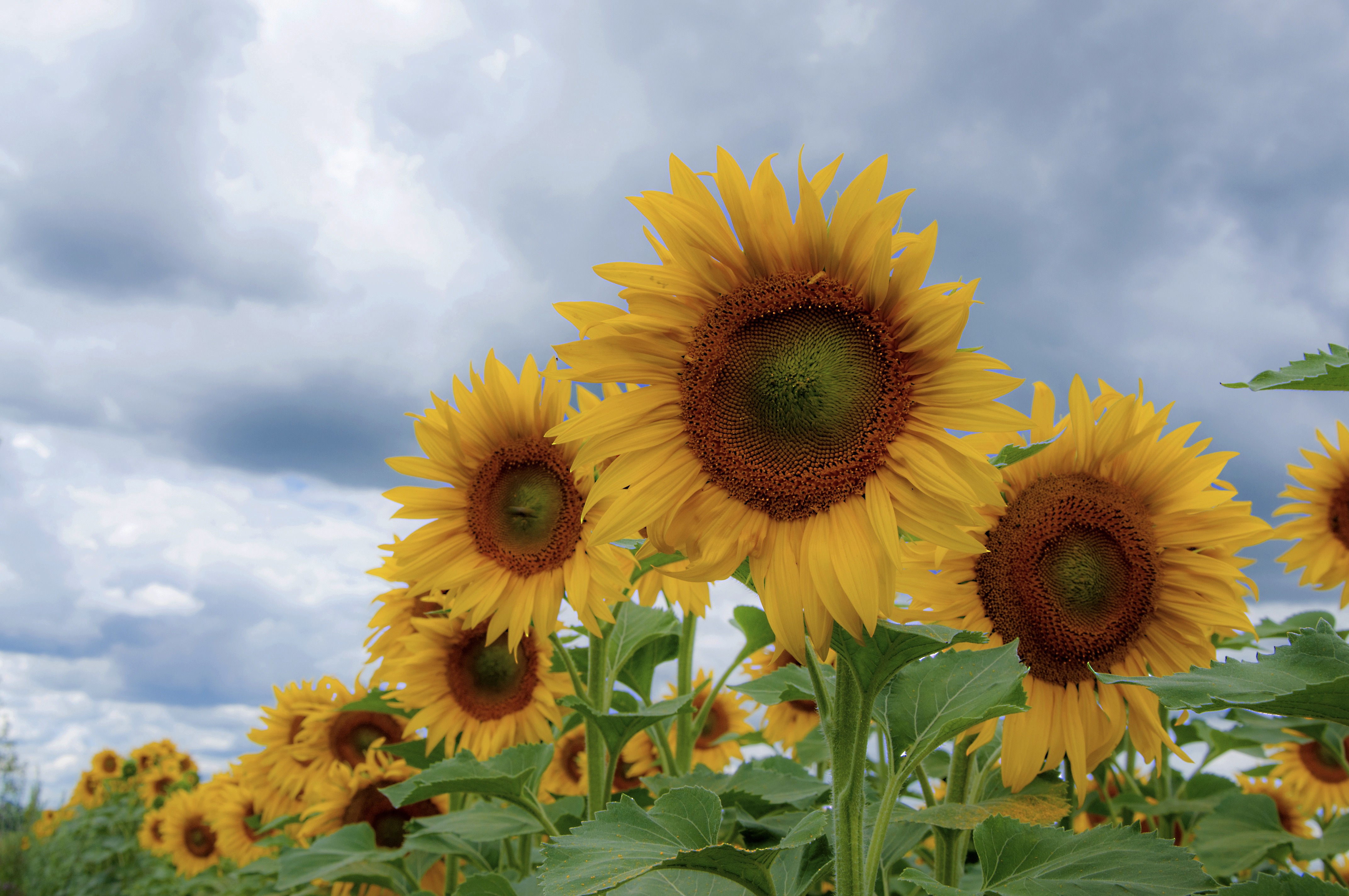 A field of sunflowers - free photo
