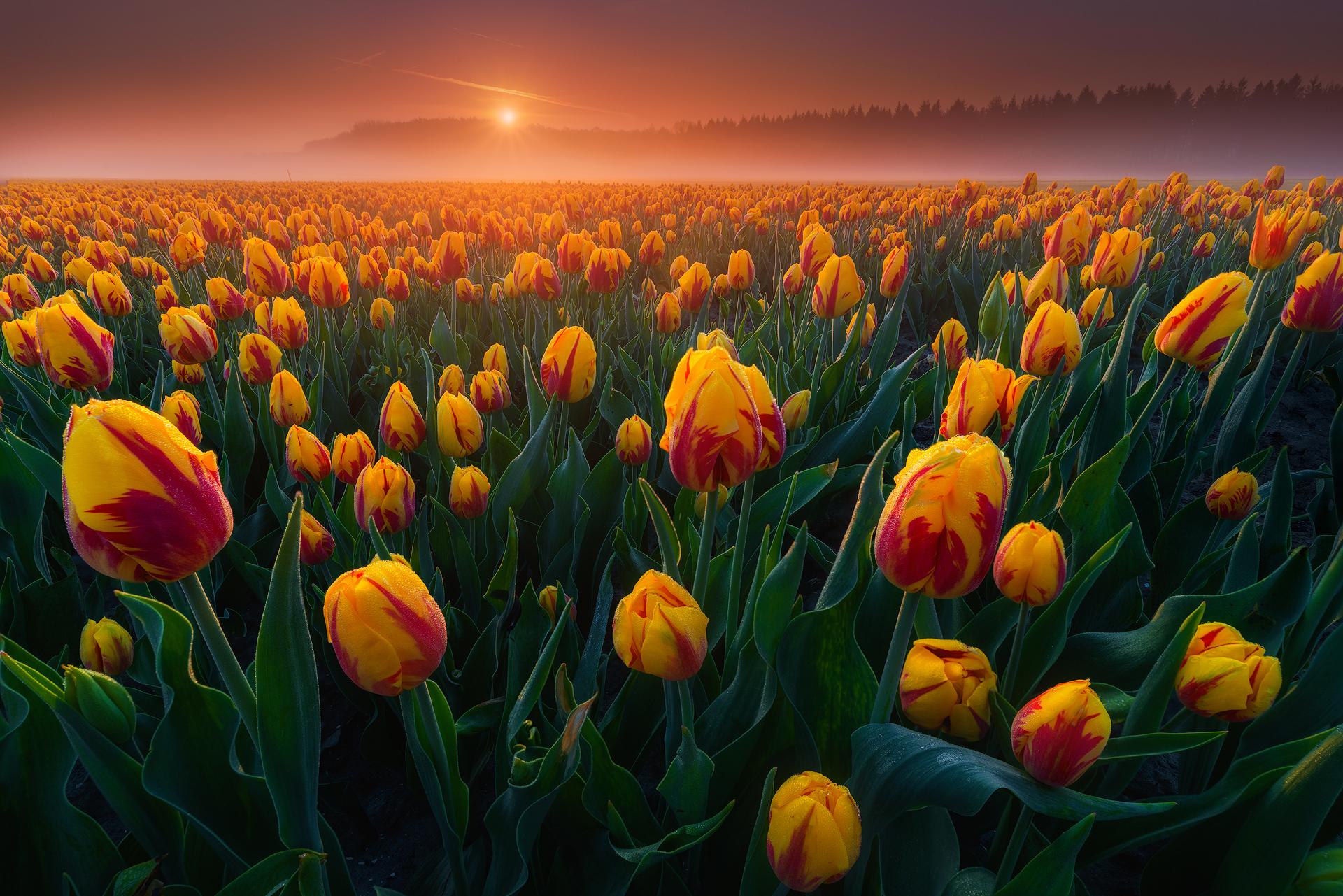 Wallpapers tulips flora sunset on the desktop
