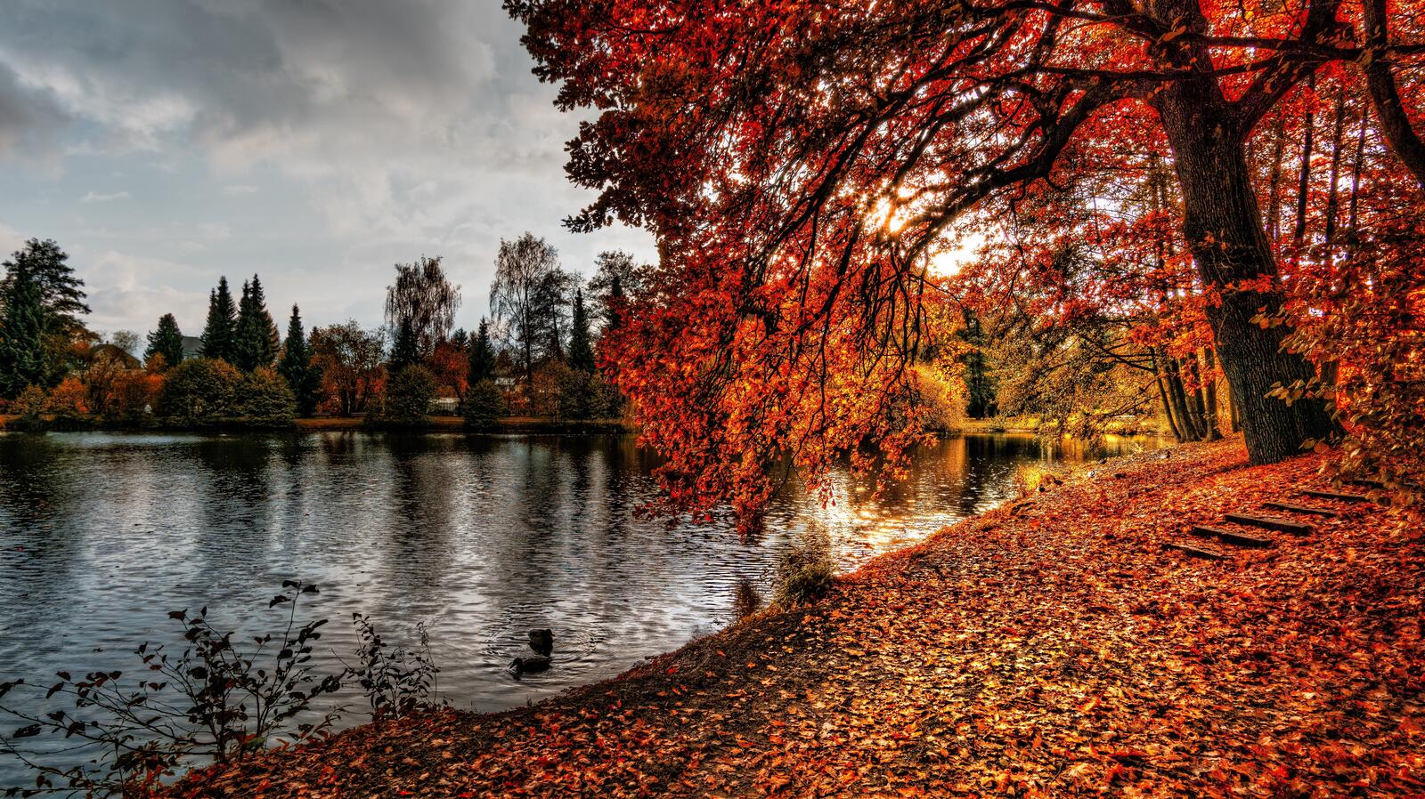免费照片秋天的河岸
