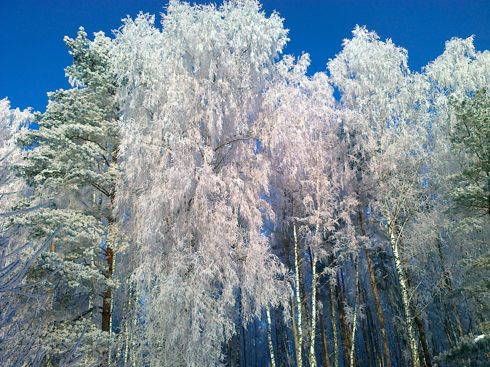 Фото иней, зима онлайн бесплатно