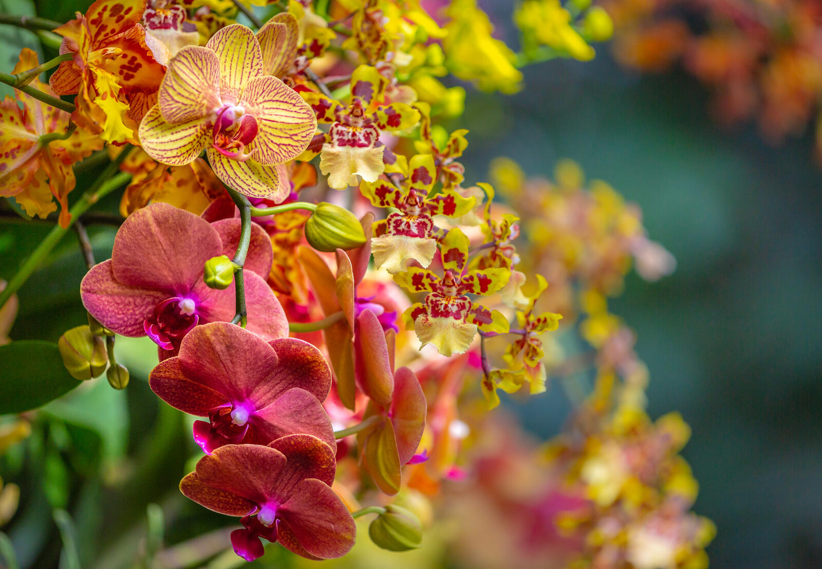 Обои орхидеи флора икебана на рабочий стол