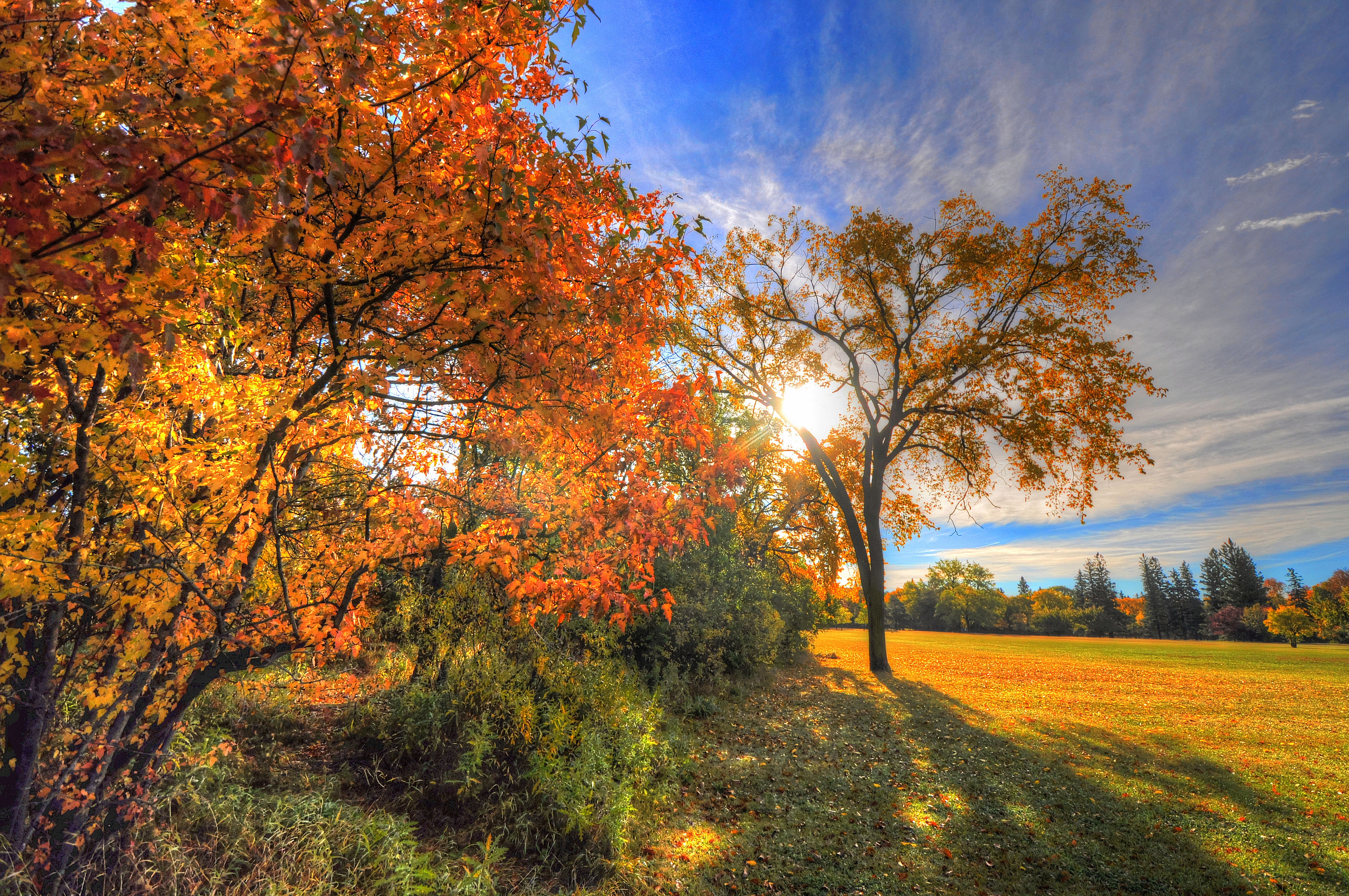 秋天的阳光透过树枝照射进来