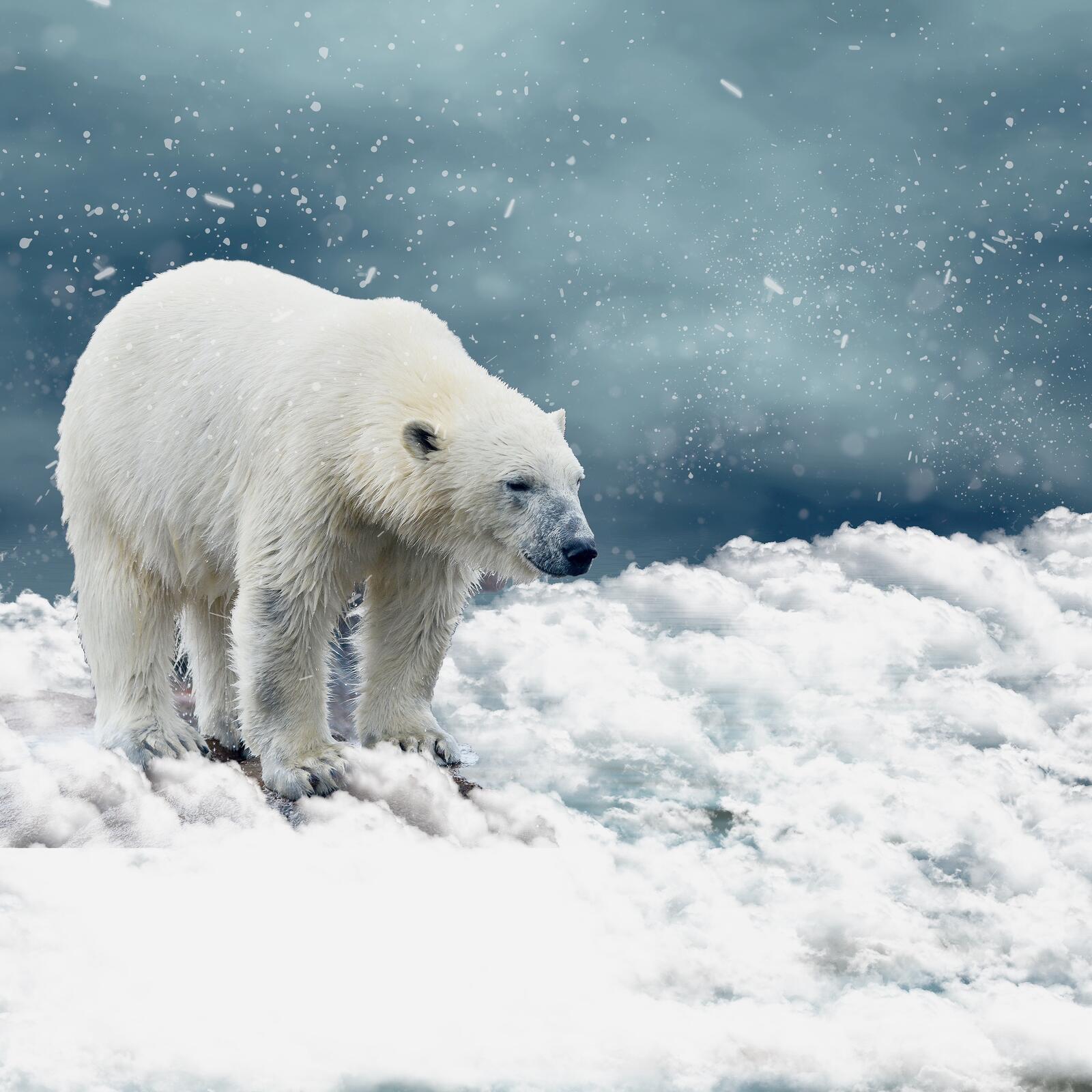 Wallpapers polar bear predator landscapes on the desktop