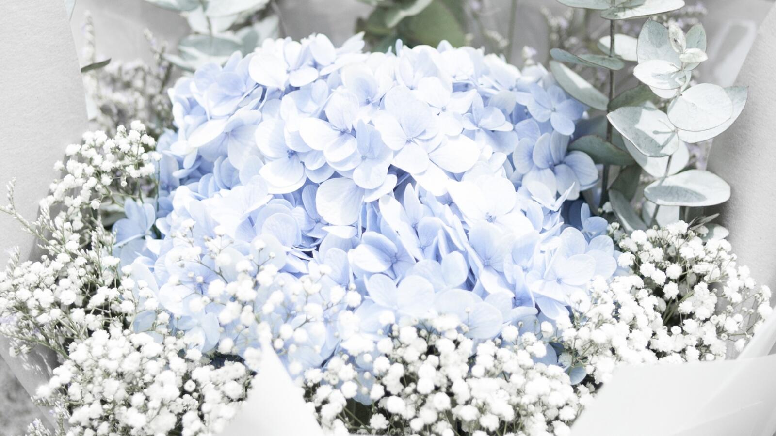 Wallpapers white blue flowers on the desktop